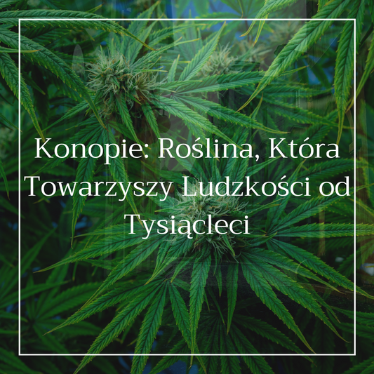 Konopie: Roślina, Która Towarzyszy Ludzkości od Tysiącleci